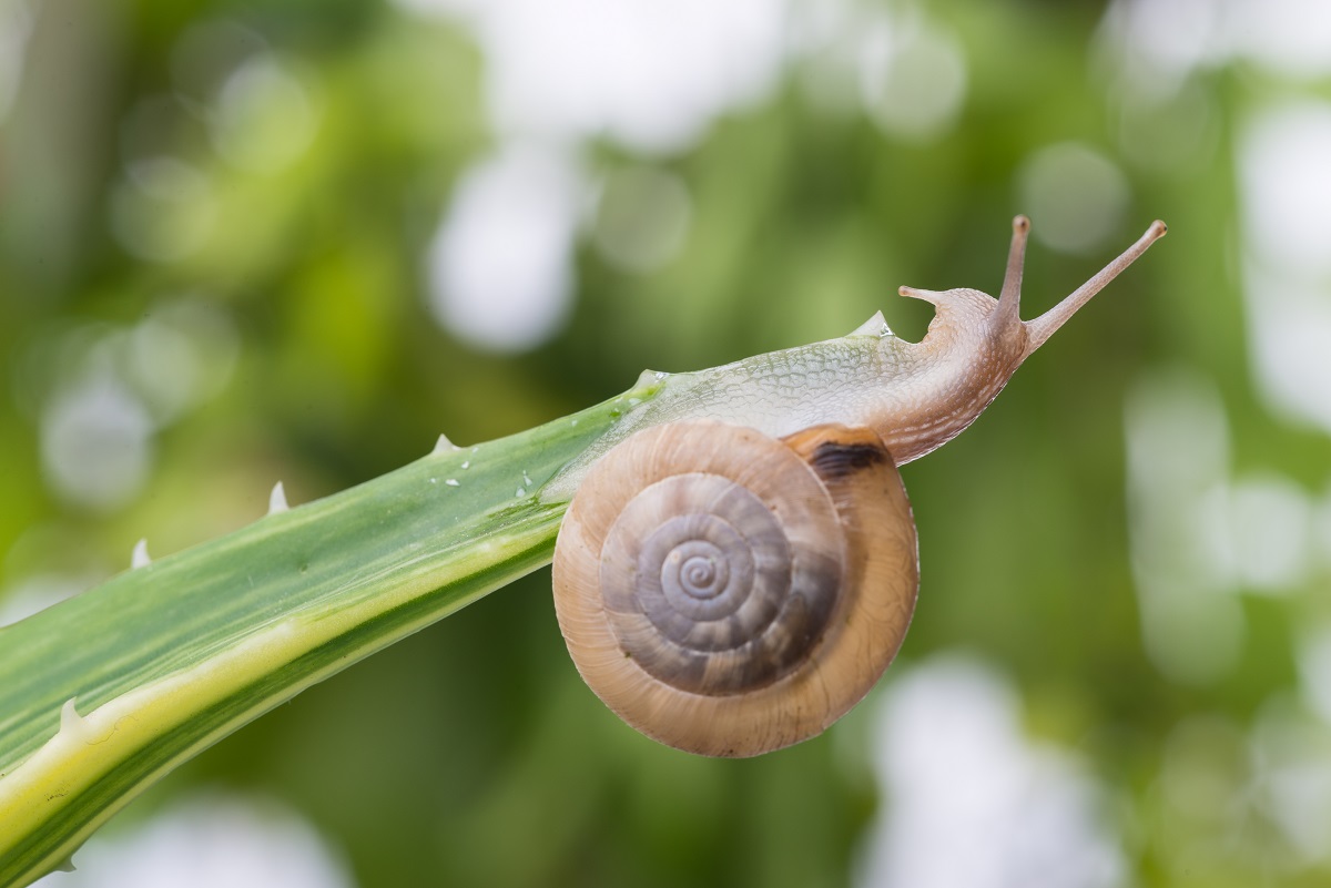 snail mucin secrets of Korean youth