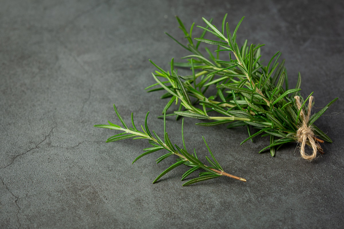 Rosemary oil for hair growth1