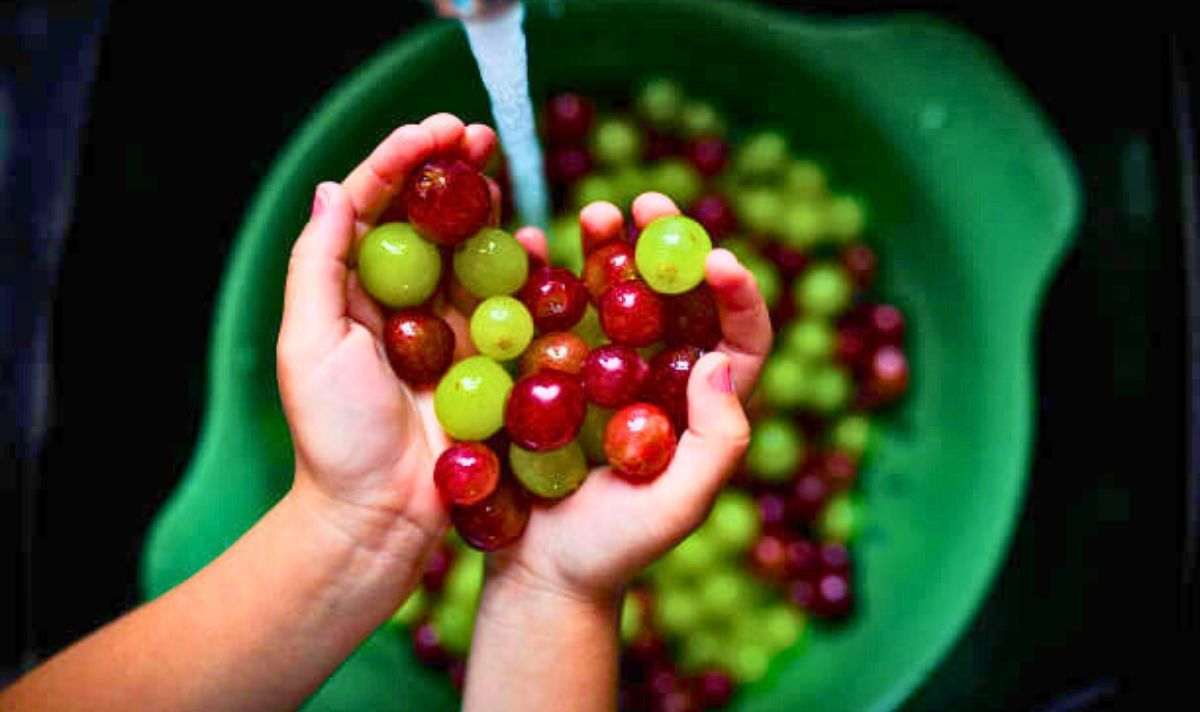 Keeping grapes fresh for 6 weeks-2