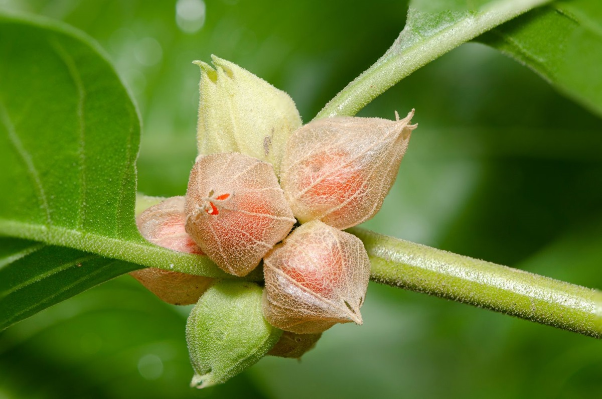 Commonly,Known,As,Ashwagandha,(winter,Cherry),,Is,An,Important,Medicinal