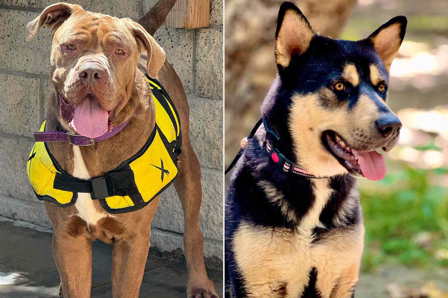 Chris Pine Looking to Find Forever Homes for 2 Dogs He Saved Hours Before They Were Set to Be Euthanized