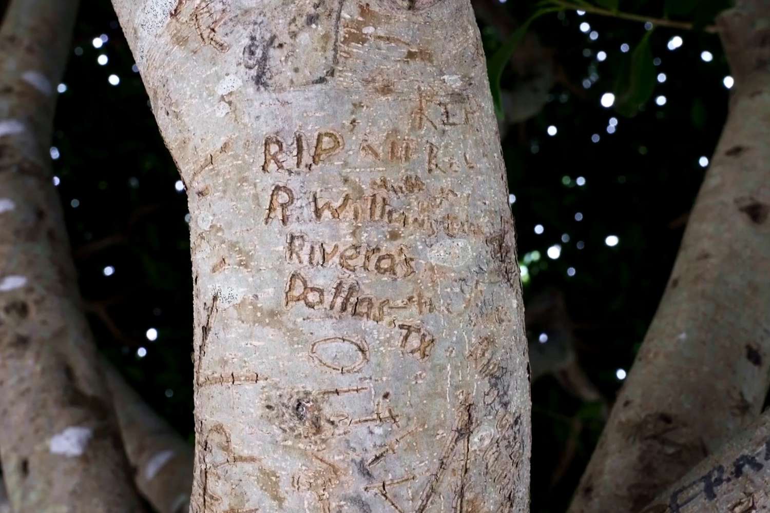 Robin Williams Tribute Tree