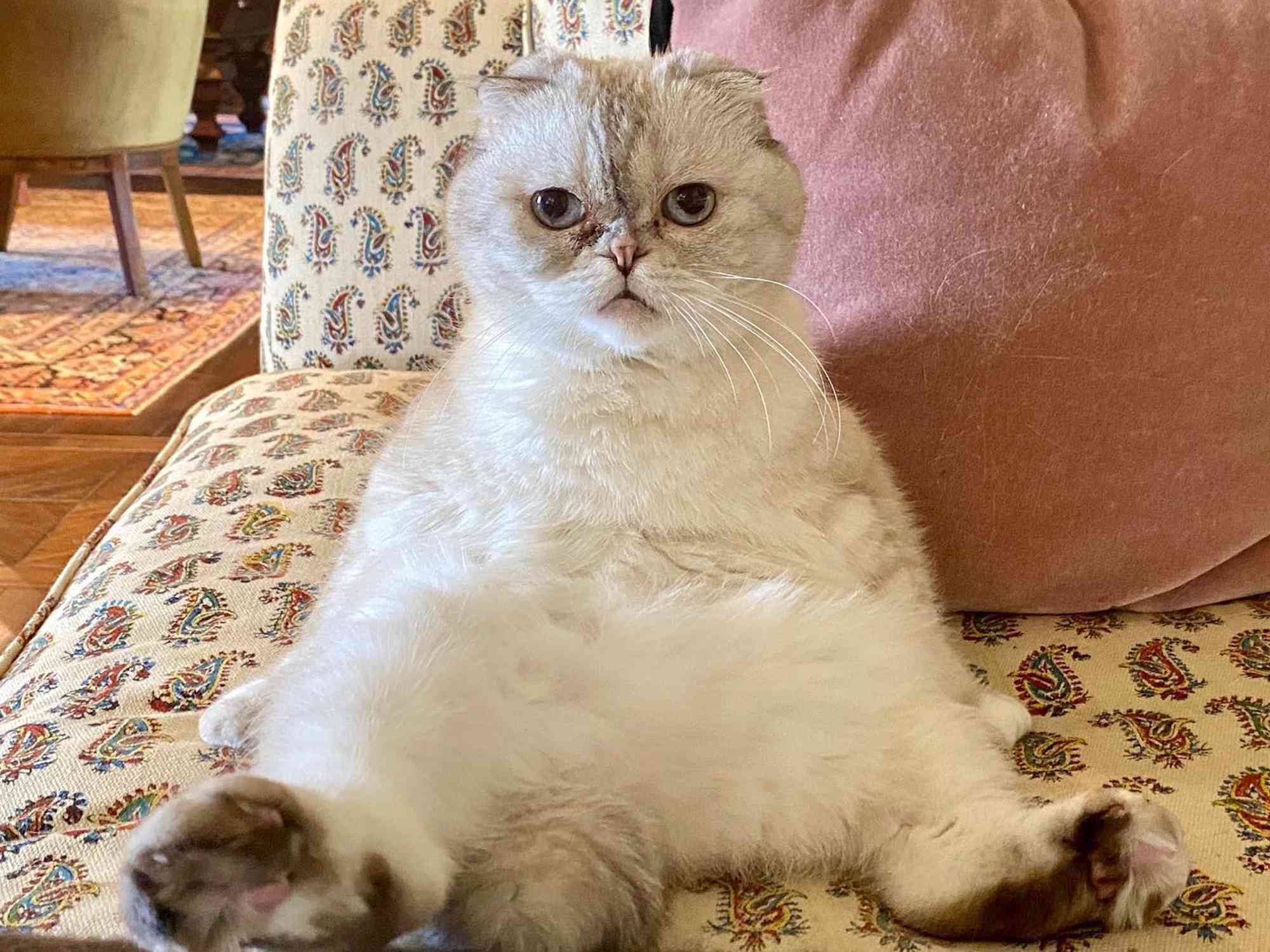 Taylor Swift's cat Olivia Benson