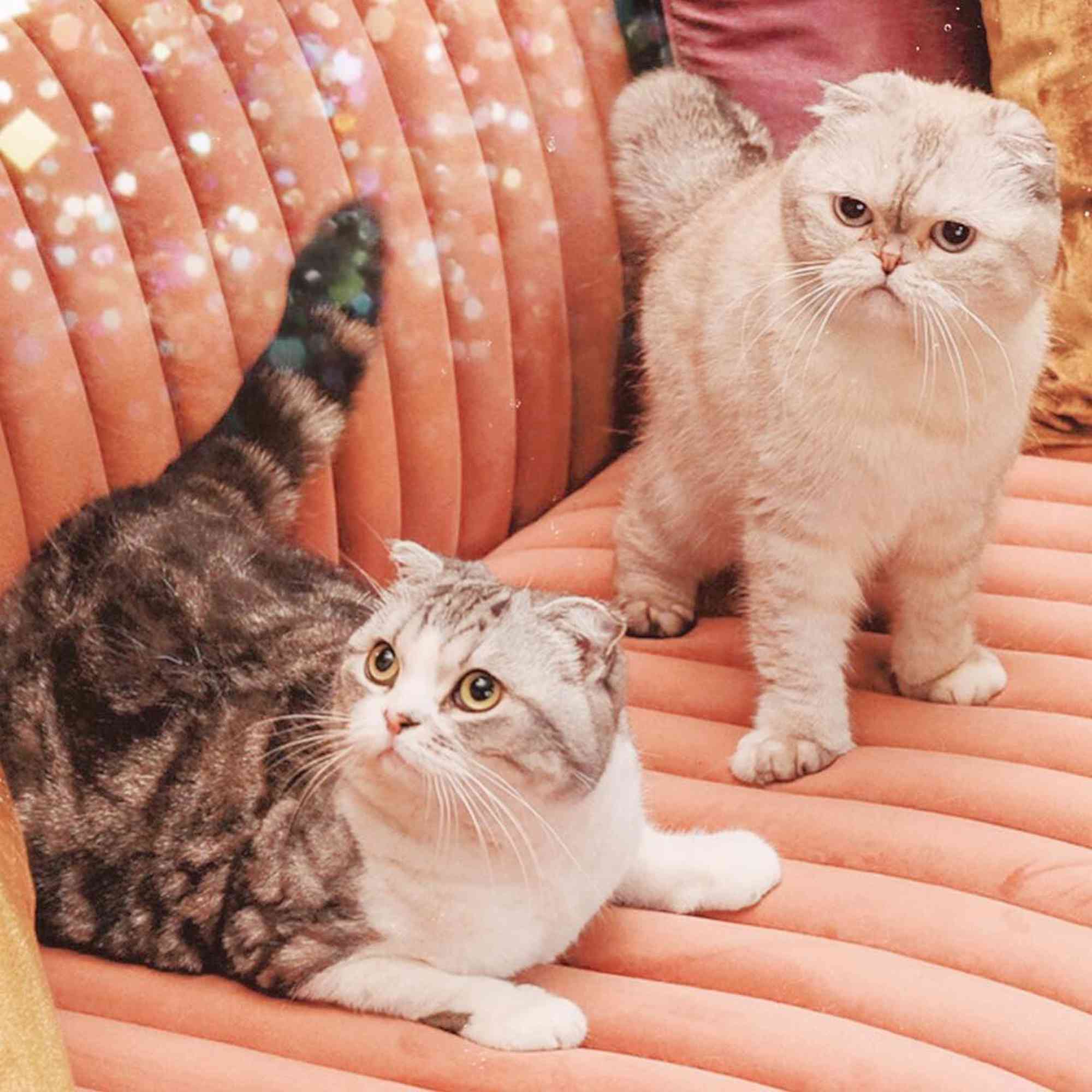 Taylor Swift's cats