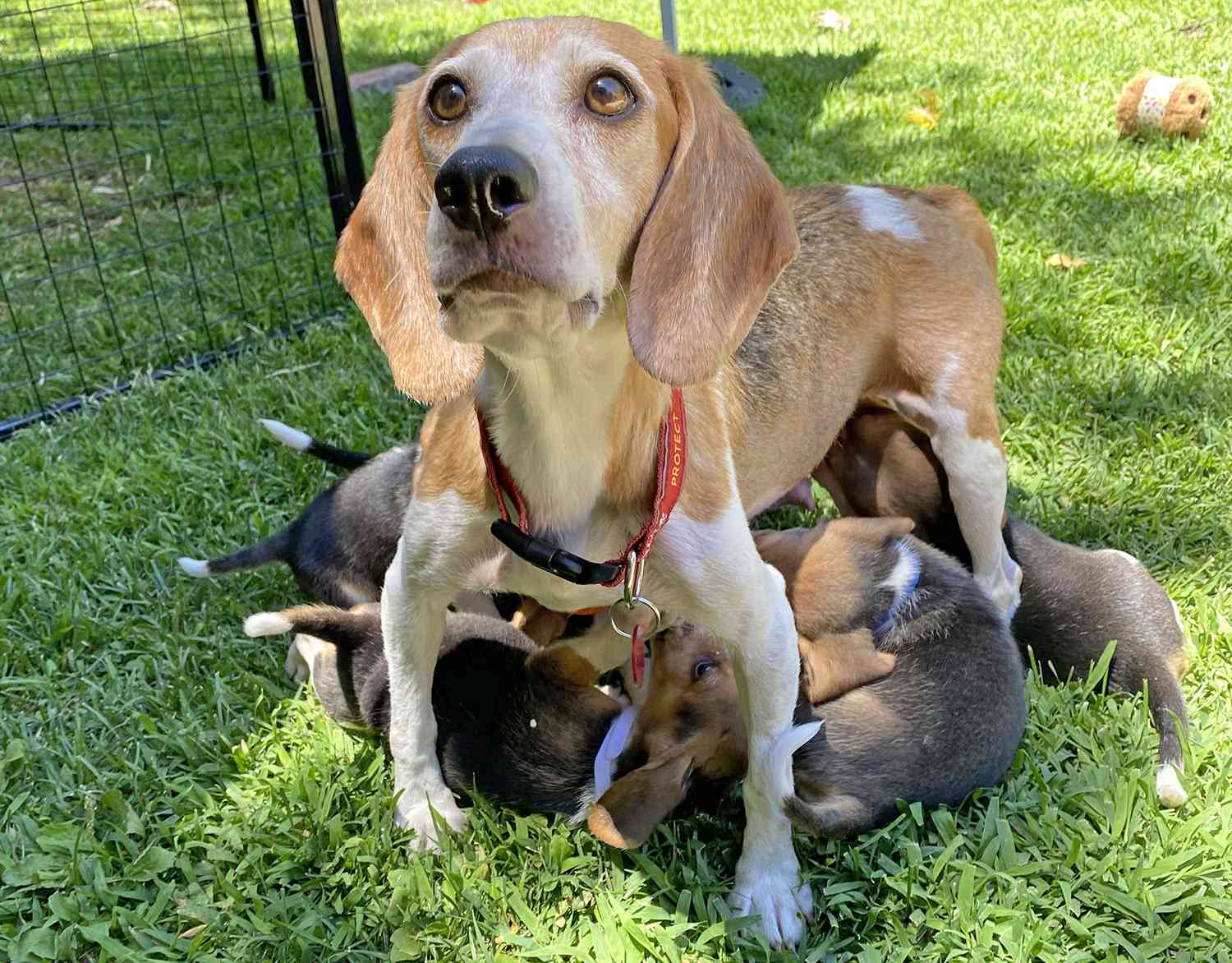 Prince Harry and Meghan Markle have adopted a beagle among 4,000 rescued from abuse at a breeding and research plant. The Duke and Duchess of Sussex are the proud new owners of Momma Mia, who only two months ago was stuck in overcrowded and filthy conditions at the Envigo plant in Virginia before U.S. federal authorities came to the rescue. In a fairytale rags-to-riches transformation, the seven-year-old dog can look forward to a glamorous new life roaming Harry and Meghanâs sprawling seven-acre Montecito estate. Momma Mia had arrived with eight of her newborn puppies to the Beagle Freedom Project in the Valley Village neighbourhood of LA. She had endured a miserable life at the Envigo plant, described by the Department of Justice as âa house of horrorsâ, where beagles were euthanized or left for dead by staff. Shannon Keith, an animal rights attorney who runs the Beagle Freedom Project, told the LA Times Meghan called her directly to express her interest in adopting a beagle. She said: âThe duchess called me personally. She calls on my cell with no Caller ID and says, âHey Shannon, this is Meghan.â âWe talked for 30 minutes, and I thought, âIs this Megan Fox?ââ Shannon only discovered the identity of the mystery VIP when the Duchess and Prince Harry made a low-key, after-hours visit to see the dogs. No photos were allowed and the couple were accompanied by two security guards, Shannon told the Los Angeles Times. They played with Mia in the backyard of the house that serves as a base for the Beagle Freedom Project, but did not want a puppy. Shannon, whose nonprofit organization rescues beagles and other dogs, as well as cats, pigs, horses, rabbits, goats and sheep, said: âThe Duchess was holding Mia and was like, âWeâre adopting her. She was like, âNo, we donât want a Christmas puppyâ¦ We want ones we can help who are older.ââ Harry and Meghanâs spokeswoman confirmed the visit to the LA Times, telling the newspaper Megan had a re