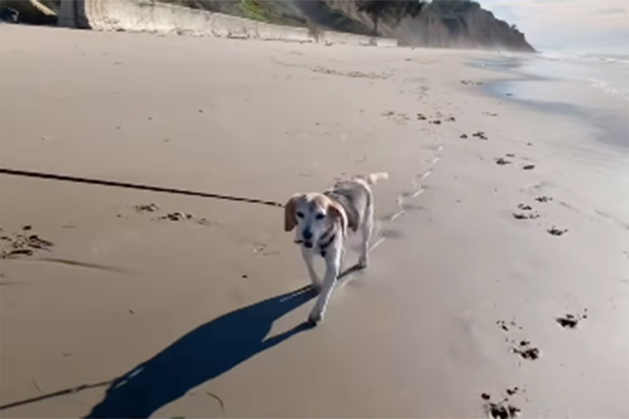 Prince Archie and Princess Lilibet Appear in Meghan Markle's Tribute to Late Dog Guy